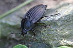 Starkgerippter Geradschienen-Aaskfer (Silpha carinata)