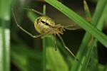 Gewhnliche Ovalspinne (Enoplognatha ovata)