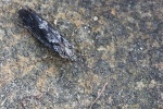 Gescheckte Fr�hlings-K�cherfliege (Agrypnia varia)