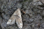 Wasserlinsenznsler (Cataclysta lemnata)