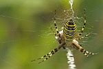 Wespenspinne (Argiope bruennichi)