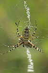 Wespenspinne (Argiope bruennichi)