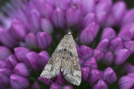 Wasserlinsenznsler (Cataclysta lemnata)