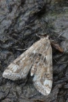 Wasserlinsenznsler (Cataclysta lemnata)