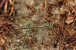 Westliche Keiljungfer (Gomphus pulchellus)