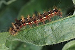 Ampfer-Rindeneule (Acronicta rumicis)