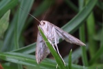 Wasserlinsenznsler (Cataclysta lemnata)