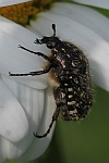 Trauer-Rosenkfer (Oxythyrea funesta)
