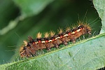 Ampfer-Rindeneule (Acronicta rumicis)