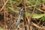 Groer Blaupfeil (Orthetrum cancellatum)