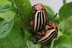 Kartoffelkfer (Leptinotarsa decemlineata)