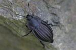 Starkgerippter Geradschienen-Aaskfer (Silpha carinata)