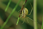 Gewhnliche Ovalspinne (Enoplognatha ovata)