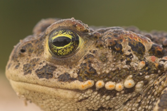 Kreuzkrte (Bufo calamita)