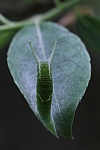 Groer Schillerfalter (Apatura iris)