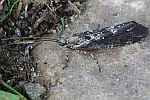 Gescheckte Fr�hlings-K�cherfliege (Agrypnia varia)