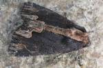 Dunkle Kn�tericheule (Dypterygia scabriuscula)