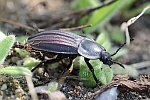 Starkgerippter Geradschienen-Aaskfer (Silpha carinata)