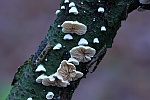 Stummelfchen (Crepidotus sp)