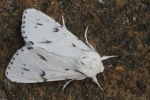 Woll-Rindeneule (Acronicta leporina)