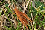 Feldheuschrecke Chorthippus (Chorthippus sp)