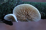 Stummelfchen (Crepidotus sp)