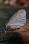 Kleiner Frostspanner (Operophtera brumata)