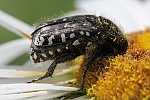 Trauer-Rosenkfer (Oxythyrea funesta)