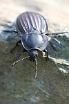 Starkgerippter Geradschienen-Aaskfer (Silpha carinata)