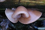 Judasohr (Auricularia auriculajudae)