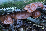 Judasohr (Auricularia auriculajudae)