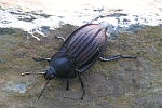 Starkgerippter Geradschienen-Aaskfer (Silpha carinata)