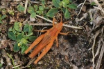 Feldheuschrecke Chorthippus (Chorthippus sp)