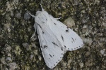 Woll-Rindeneule (Acronicta leporina)