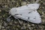 Woll-Rindeneule (Acronicta leporina)