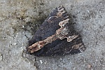 Dunkle Kn�tericheule (Dypterygia scabriuscula)