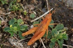 Feldheuschrecke Chorthippus (Chorthippus sp)
