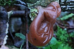 Judasohr (Auricularia auriculajudae)