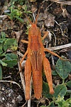 Feldheuschrecke Chorthippus (Chorthippus sp)