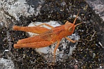 Feldheuschrecke Chorthippus (Chorthippus sp)