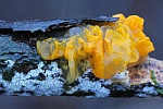 Goldgelber Zitterling (Tremella mesenterica)
