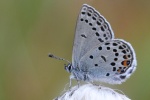 Hochmoorbluling (Plebejus optilete)