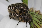 Trauer-Rosenkfer (Oxythyrea funesta)