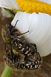 Trauer-Rosenkfer (Oxythyrea funesta)