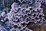 Violetter Knorpelschichtpilz (Chondrostereum purpureum)