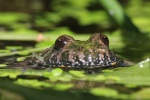 Rotbauchunke (Bombina bombina)