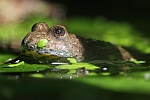 Gelbbauchunke (Bombina variegata)