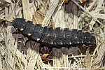Groer Leuchtkfer (Lampyris noctiluca)
