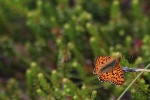 Hochmoor-Perlmutterfalter (Boloria aquilonaris)