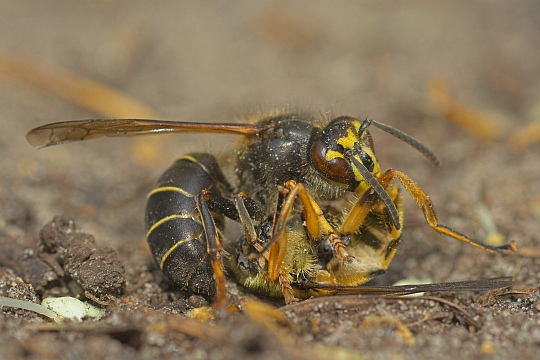 Mittlere Wespe (Dolichovespula media)